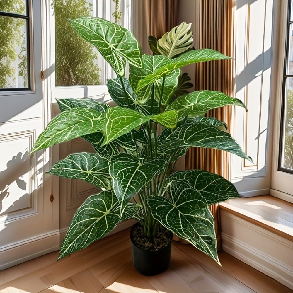 Monstera Adansonii - 1 Buah 24 Daun Daun Taro