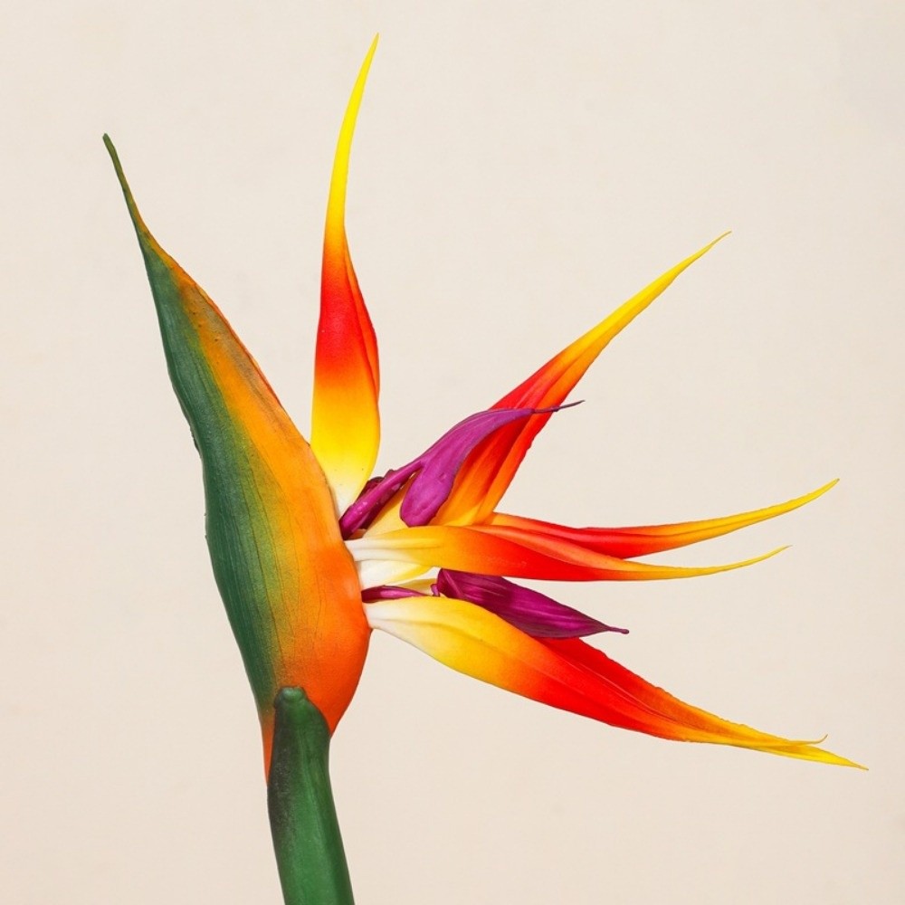 Bunga Strelitzia Buatan Tangka - Bird Paradise Strelitzia ulasan dan harga