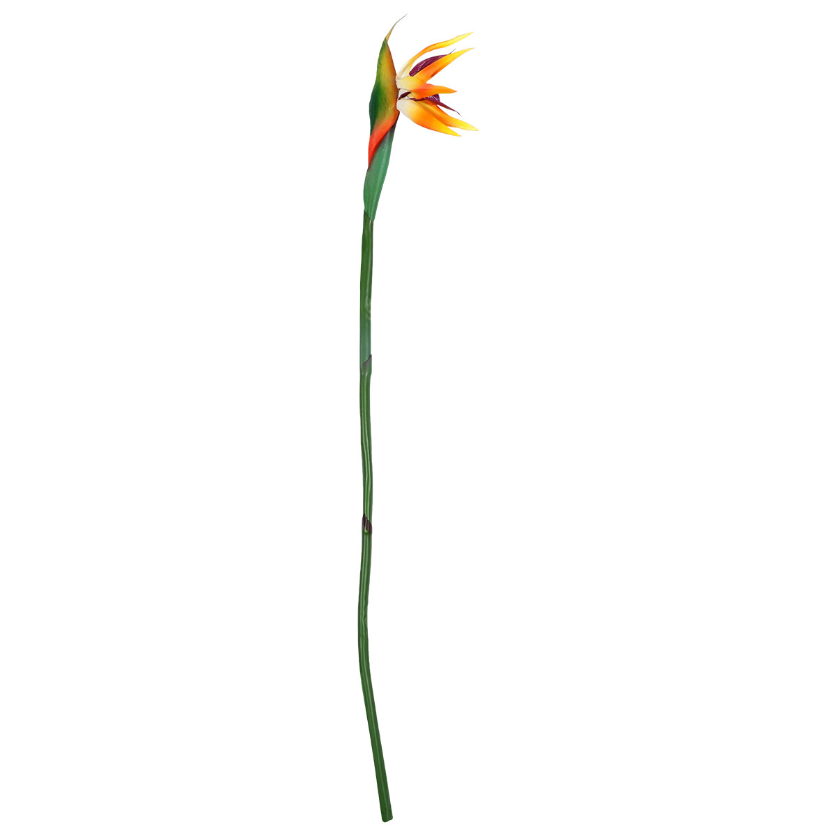 Bunga Strelitzia Buatan dengan - Bird Paradise Strelitzia ulasan dan harga