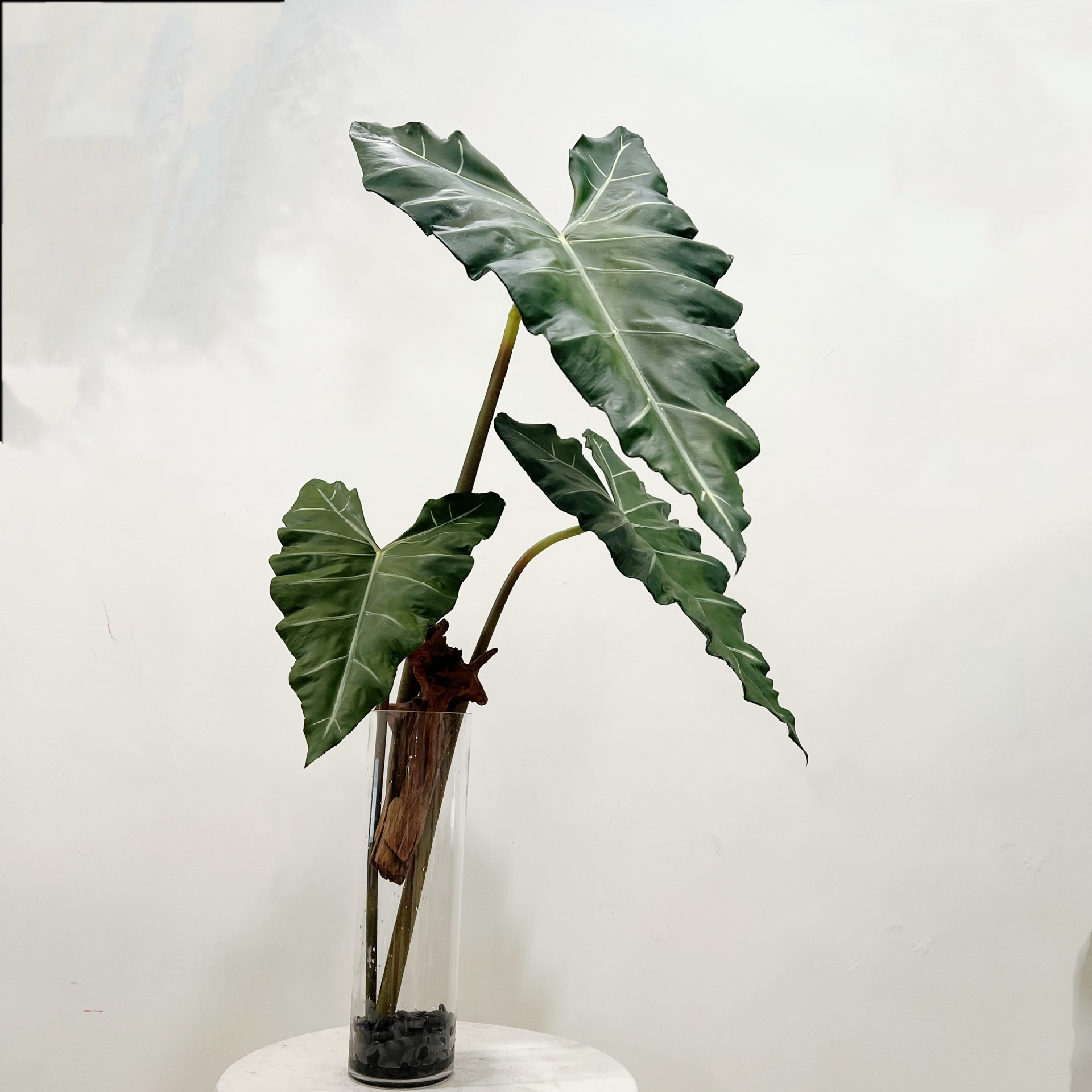 Simulasi panjang PU merasa tan - Monstera Adansonii ulasan dan harga