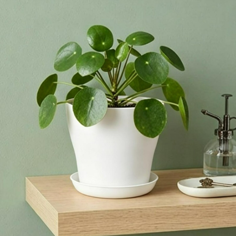 Set Pot Tanaman dengan Lubang  - Echeveria Succulent ulasan dan harga