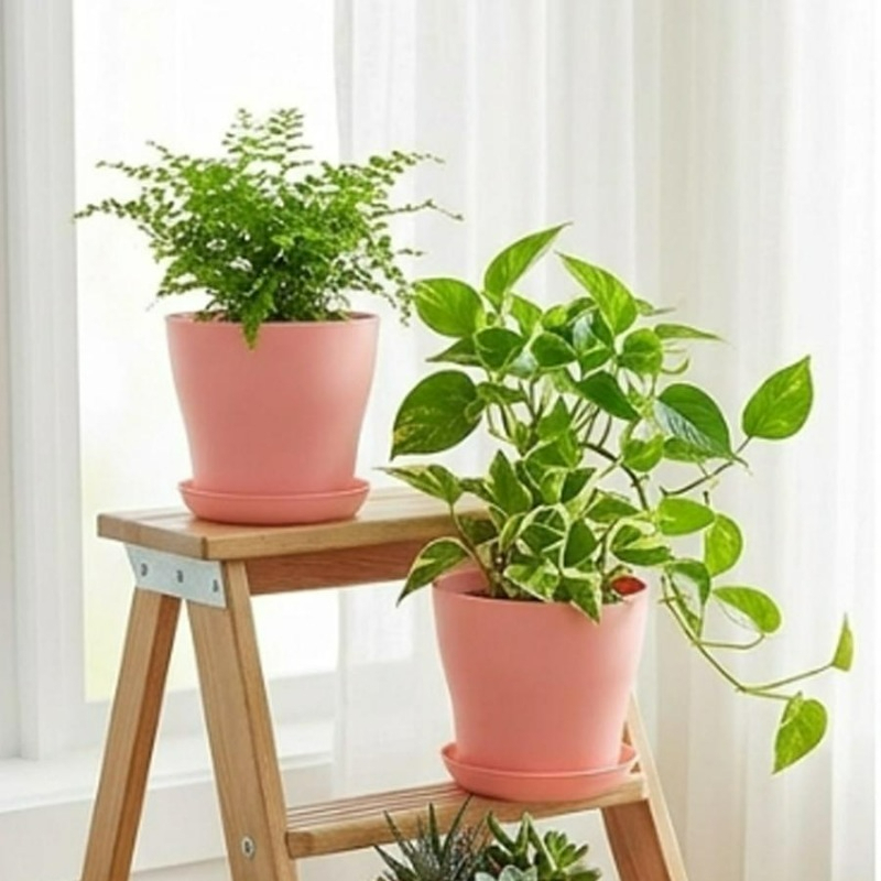 Set Pot Tanaman dengan Lubang  - Echeveria Succulent ulasan dan harga