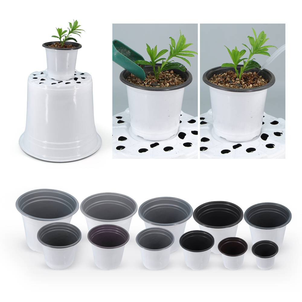 Pot bunga plastik putih taman, - Echeveria Succulent ulasan dan harga